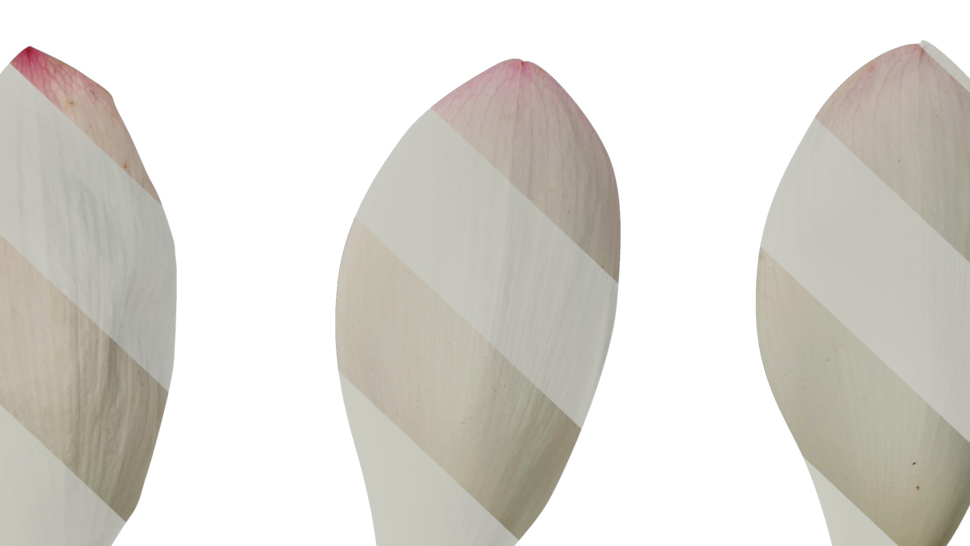 Anydrafts Nelumbo nucifera Flower 04 F Texture_7