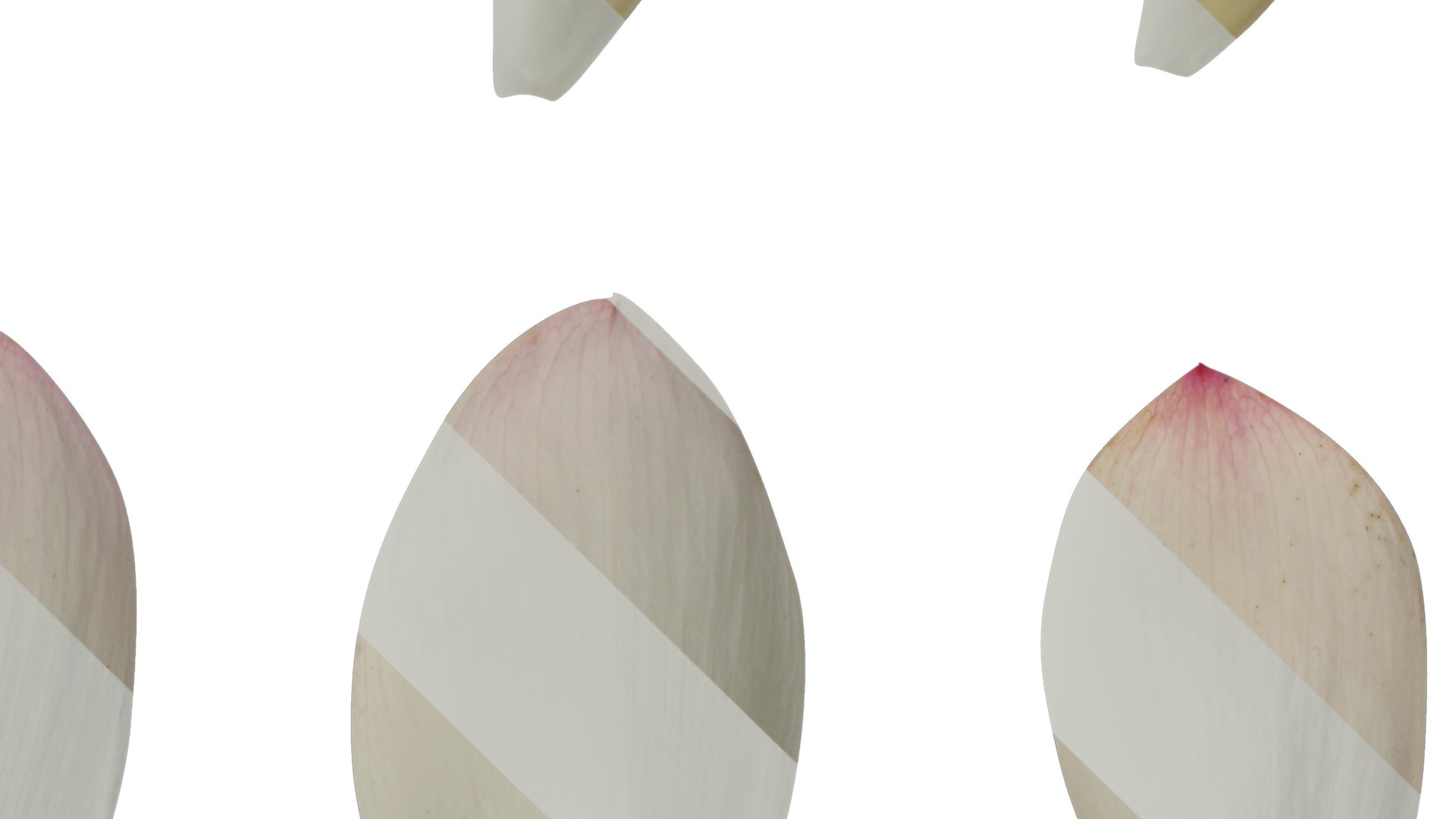 Anydrafts Nelumbo nucifera Flower 04 F Texture_4