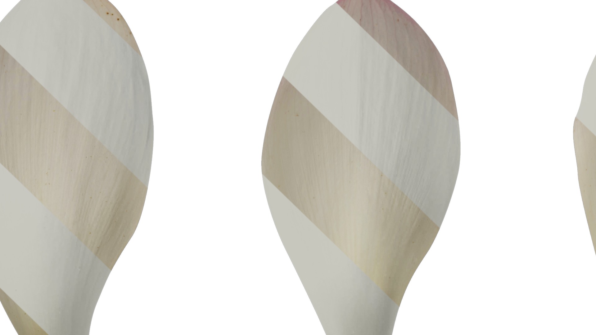 Anydrafts Nelumbo nucifera Flower 04 F Texture_1