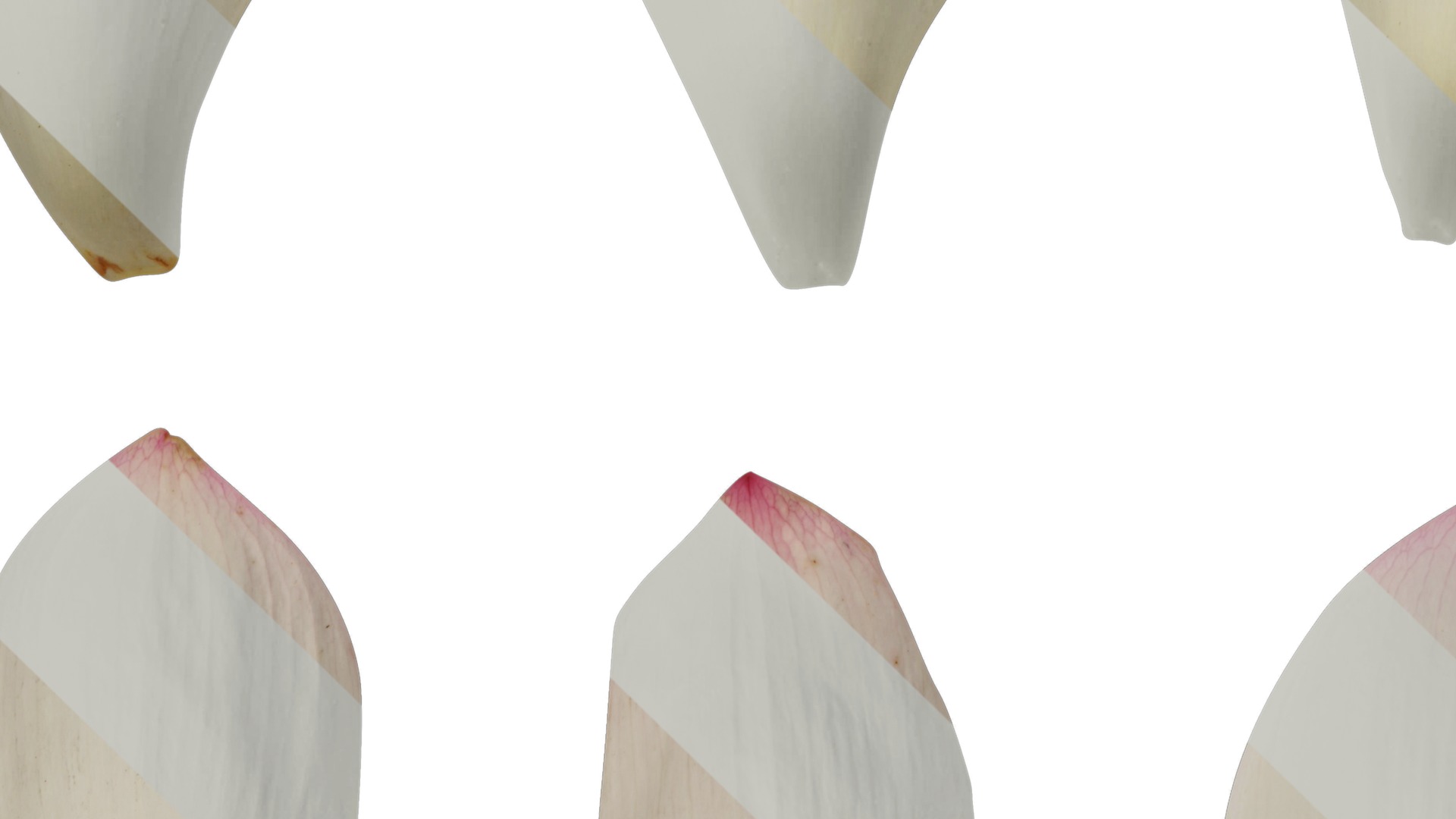 Anydrafts Nelumbo nucifera Flower 04 F Texture_3