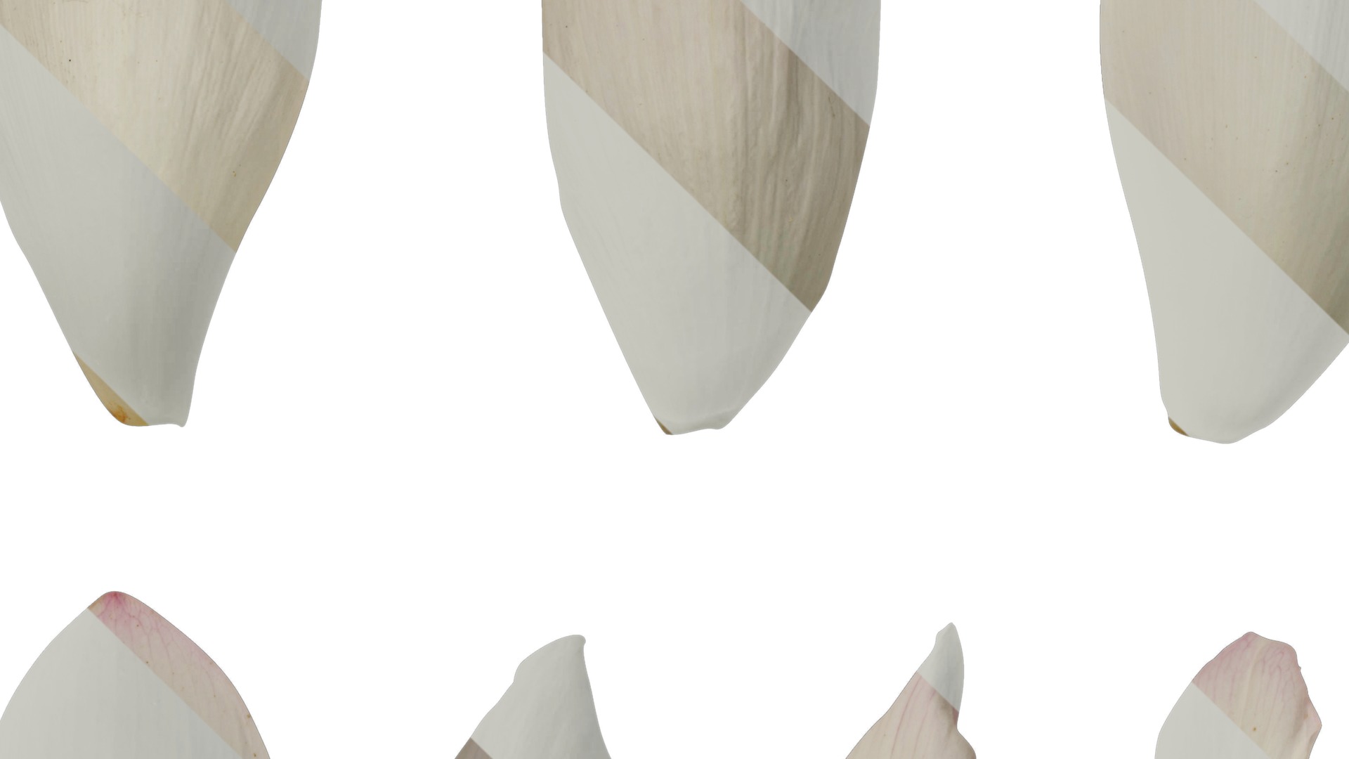 Anydrafts Nelumbo nucifera Flower 04 F Texture_5