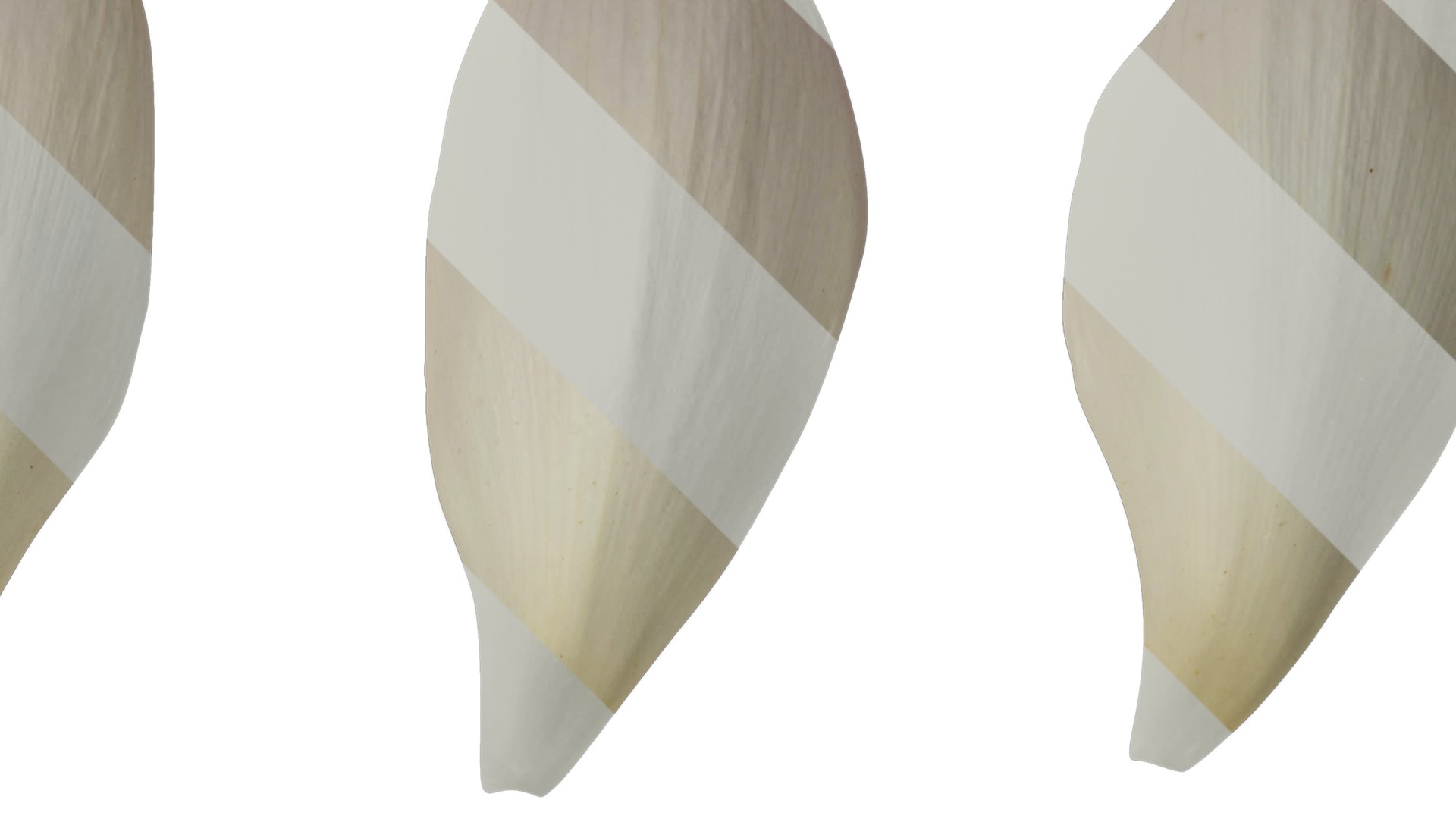 Anydrafts Nelumbo nucifera Flower 04 F Texture_2