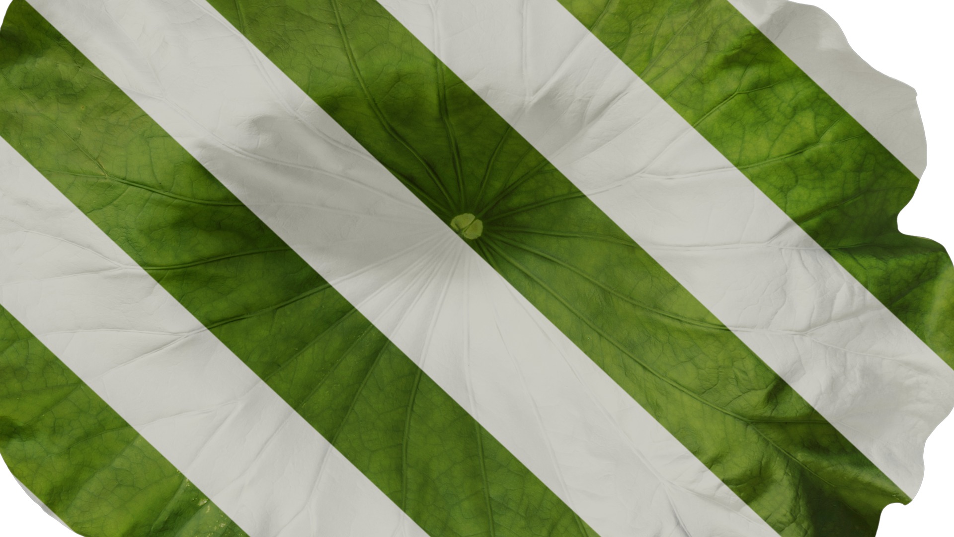 Anydrafts Nelumbo nucifera Leaf 02 Texture_6