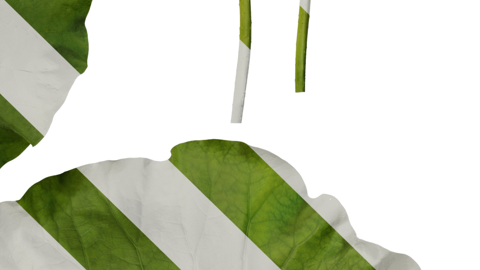 Anydrafts Nelumbo nucifera Leaf 02 Texture_4