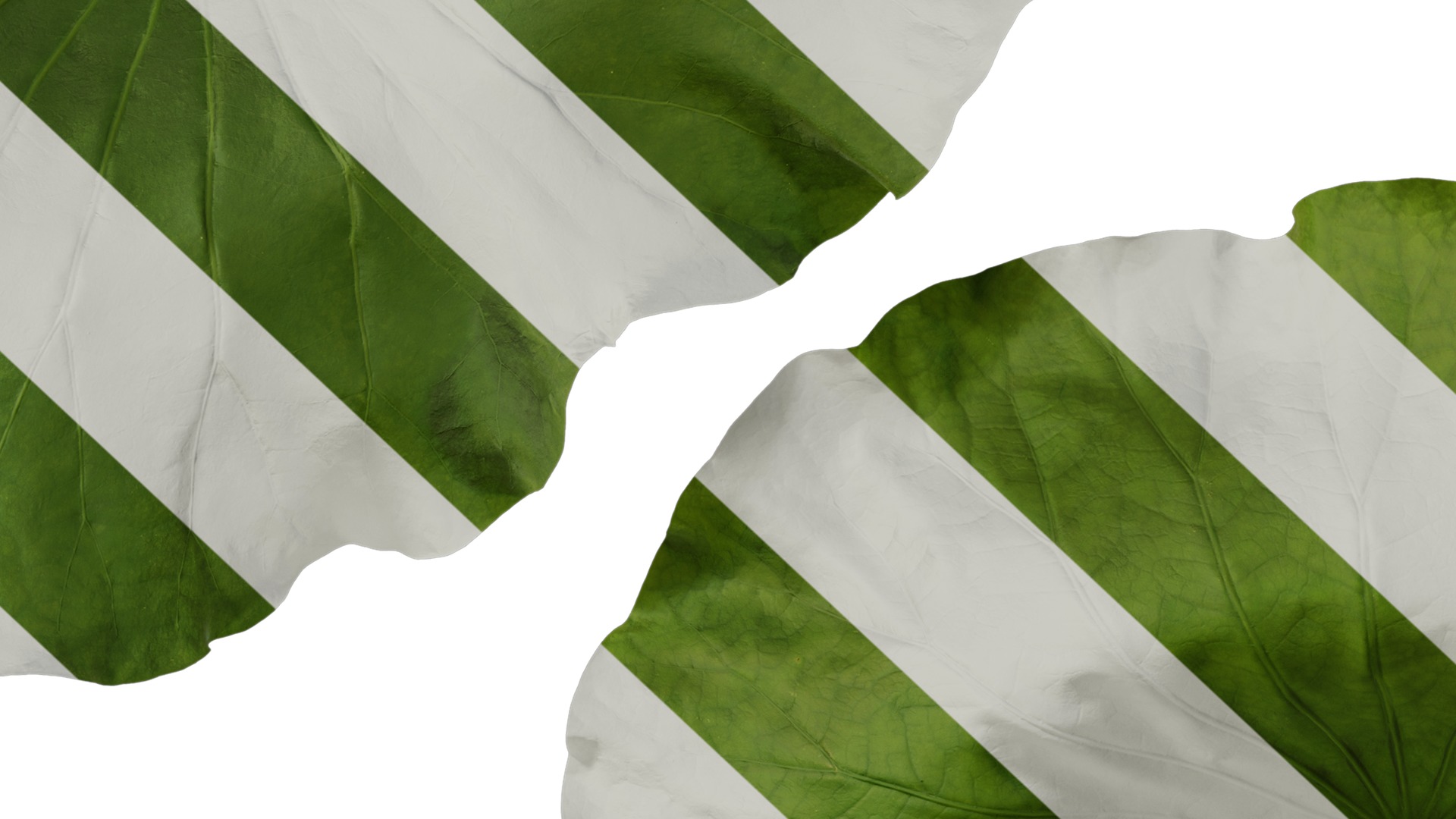 Anydrafts Nelumbo nucifera Leaf 02 Texture_7