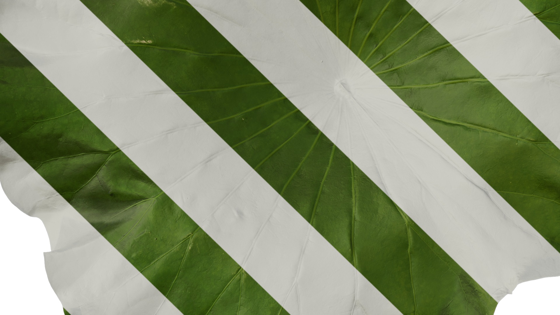 Anydrafts Nelumbo nucifera Leaf 02 Texture_3