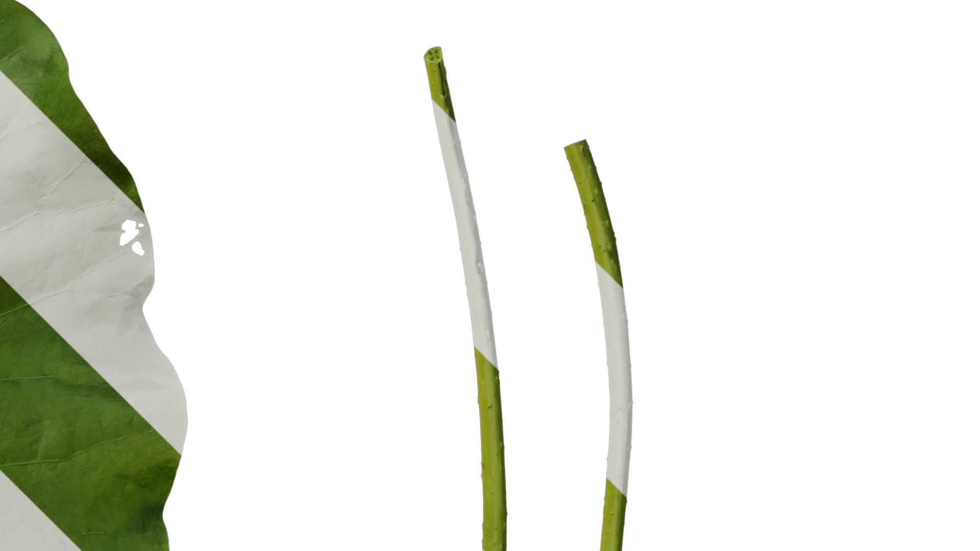 Anydrafts Nelumbo nucifera Leaf 02 Texture_2