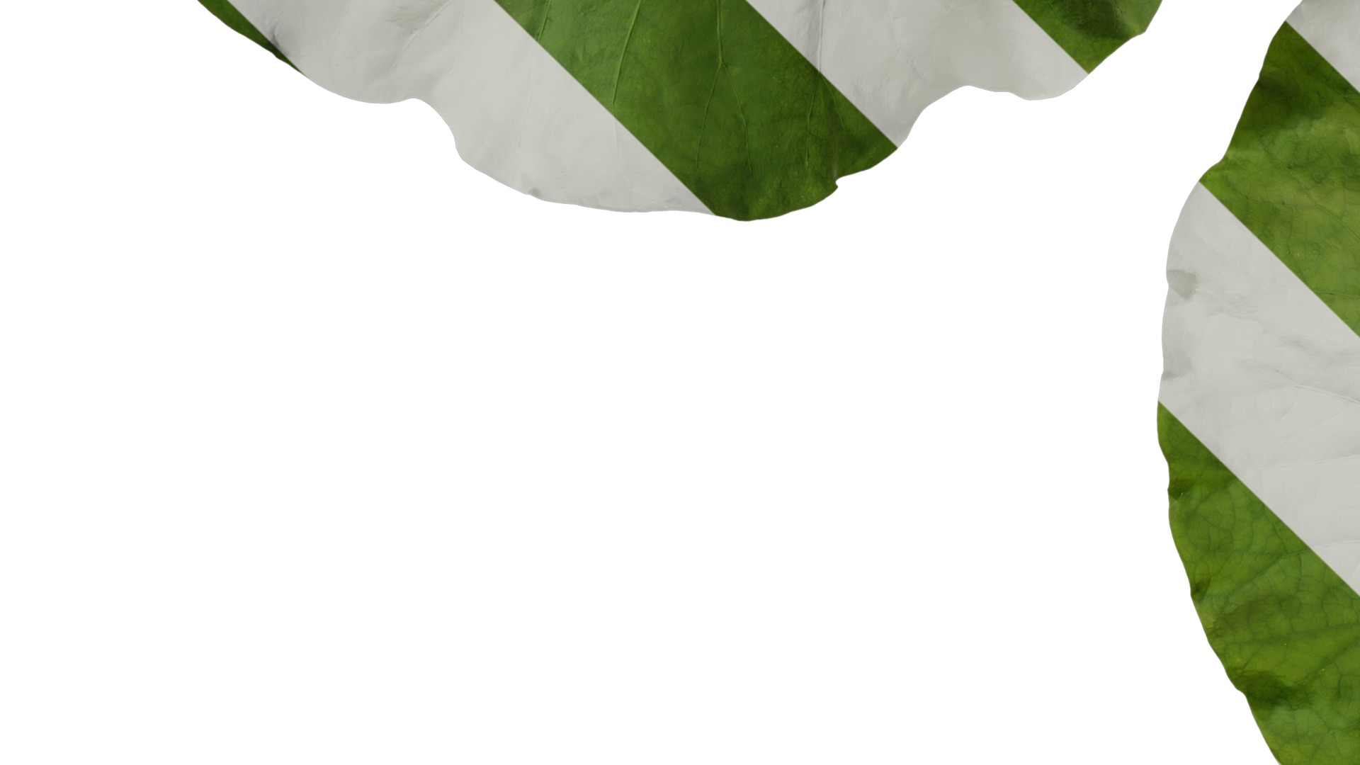 Anydrafts Nelumbo nucifera Leaf 02 Texture_5