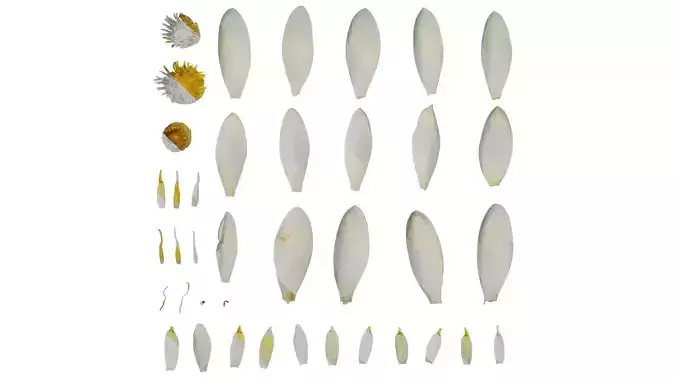 Anydrafts Nymphaea tetragona Flower 10