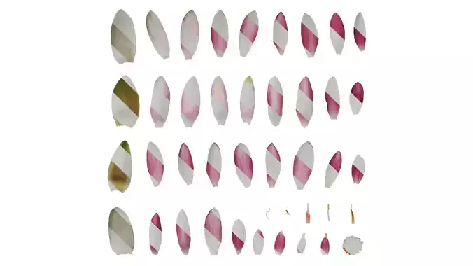 Anydrafts Nymphaea tetragona Flower 14