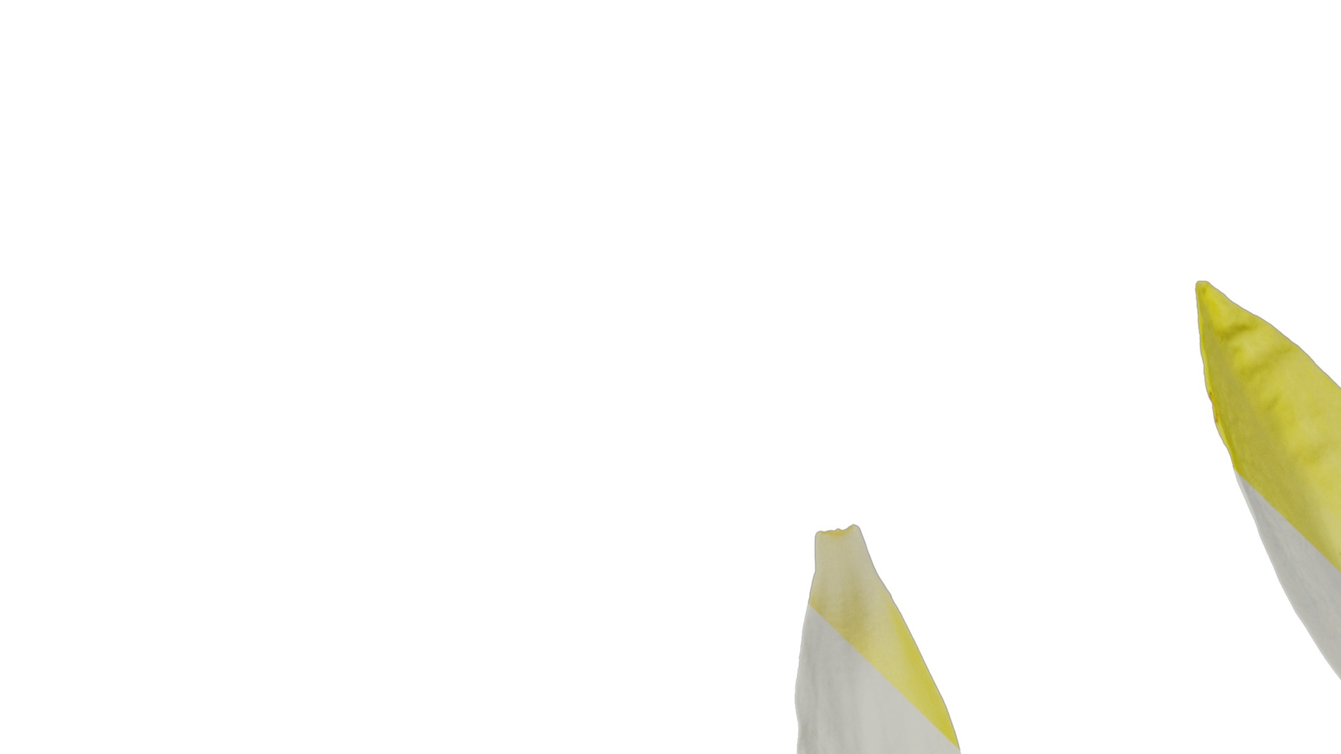 Anydrafts Nymphaea tetragona Flower 31 Texture_1