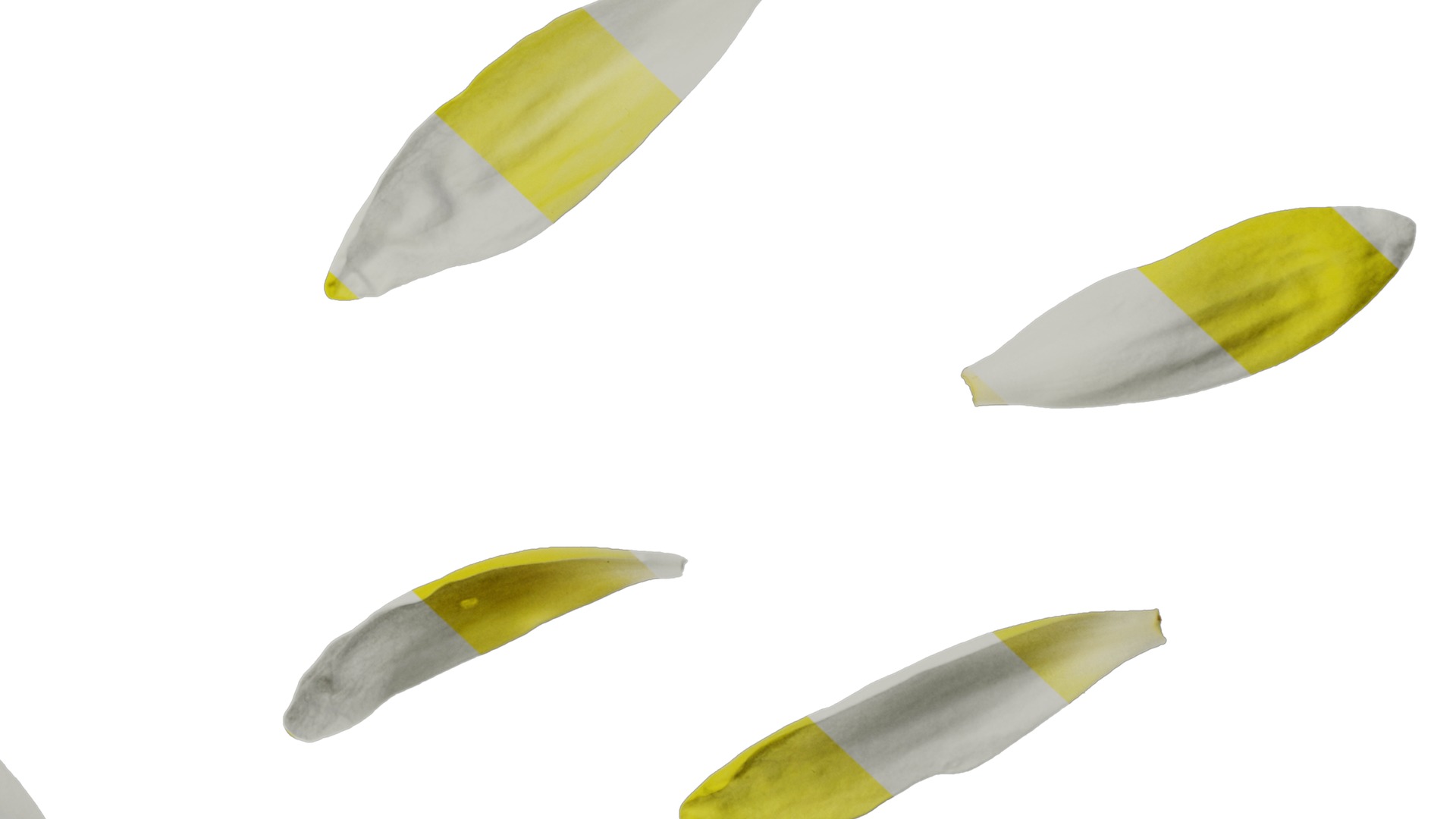 Anydrafts Nymphaea tetragona Flower 31 Texture_6