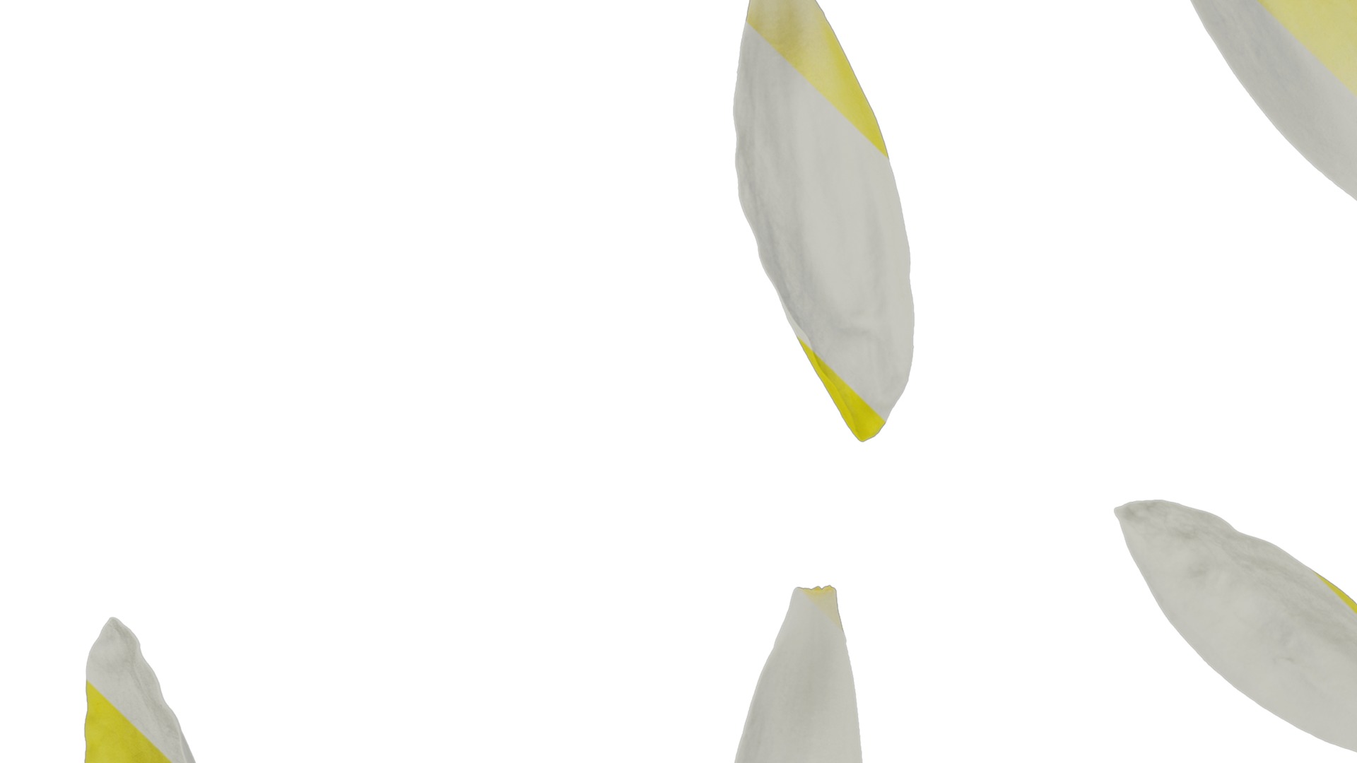 Anydrafts Nymphaea tetragona Flower 31 Texture_3