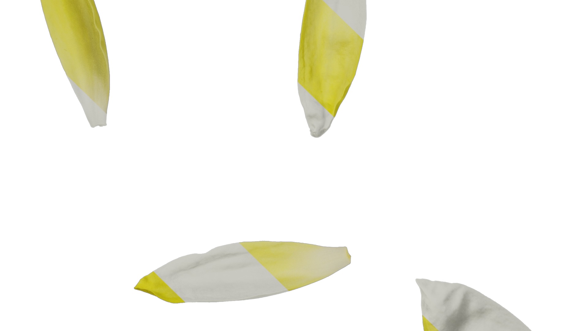 Anydrafts Nymphaea tetragona Flower 31 Texture_5