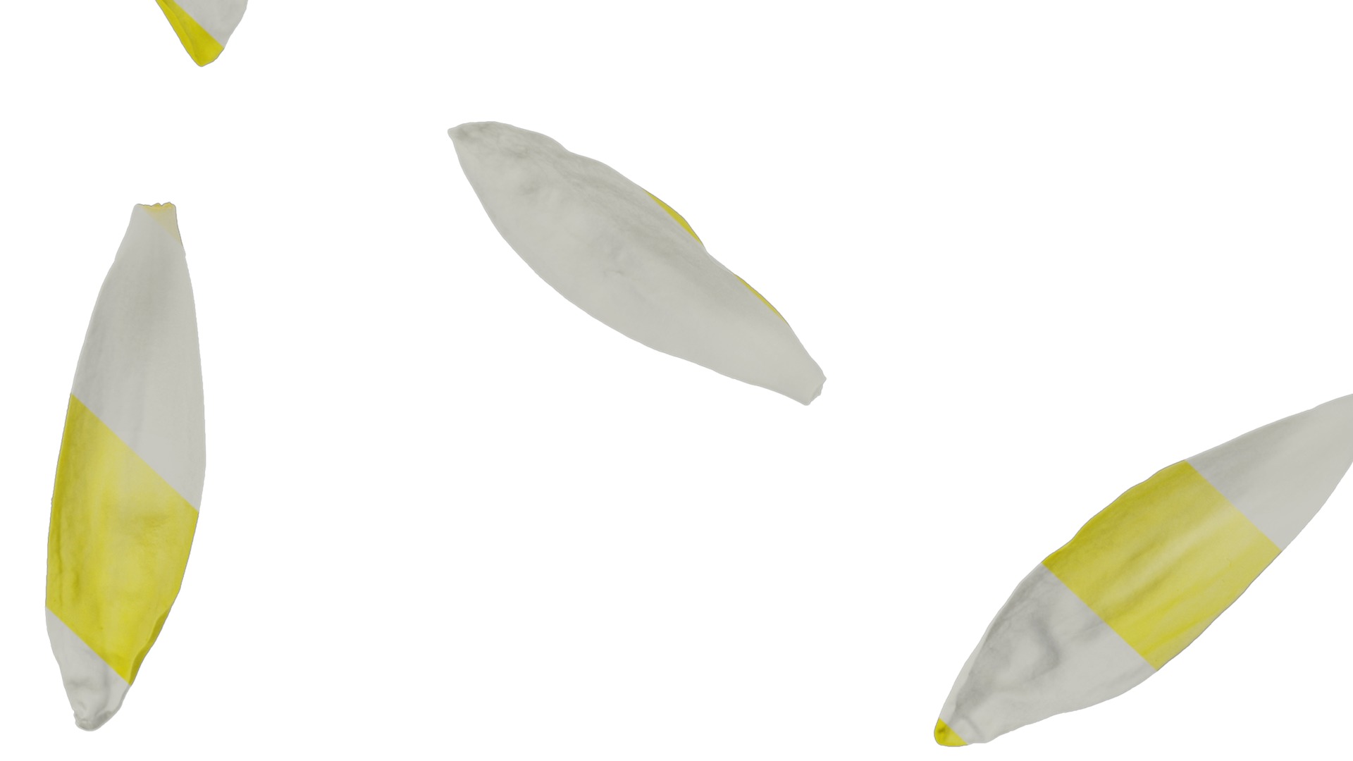 Anydrafts Nymphaea tetragona Flower 31 Texture_7