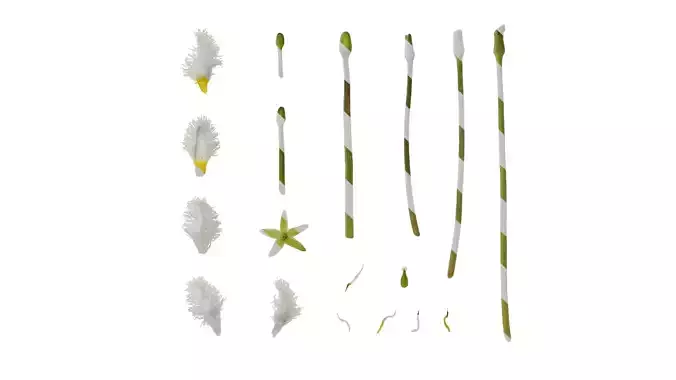 Anydrafts Nymphoides lungtanensis Flower 01