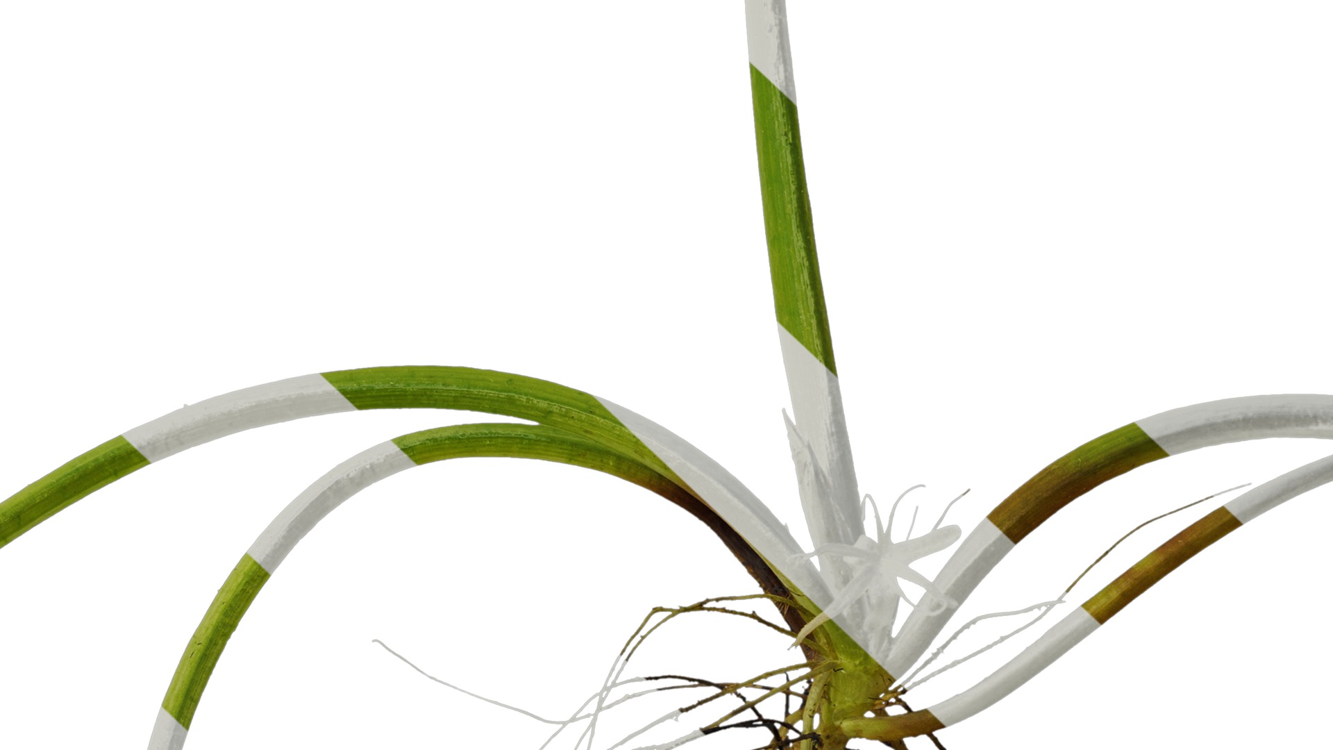 Anydrafts Pistia stratiotes Atlas 01 Texture_7