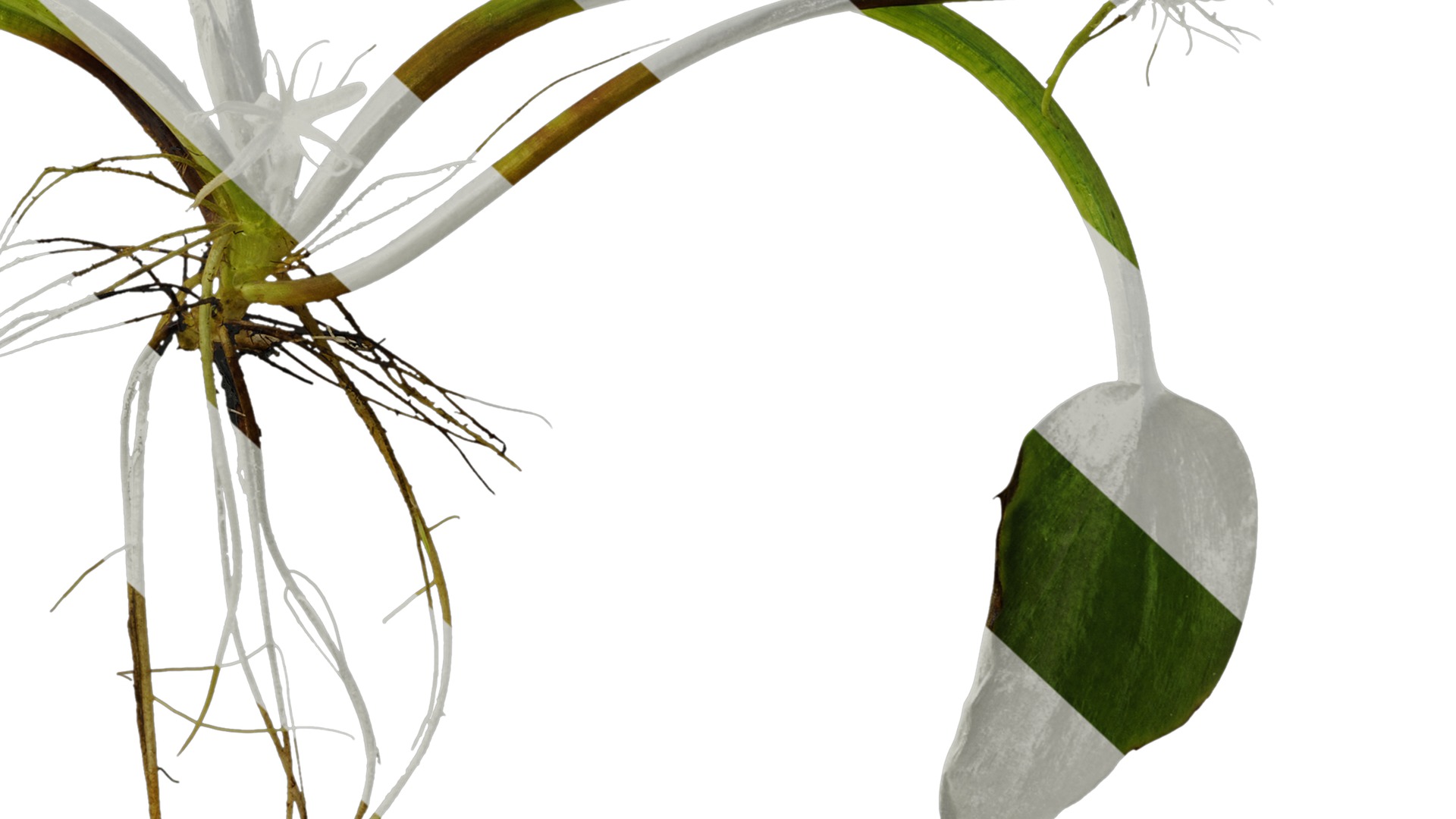 Anydrafts Pistia stratiotes Atlas 01 Texture_6