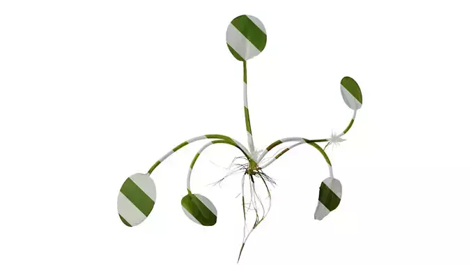 Anydrafts Pistia stratiotes Atlas 01