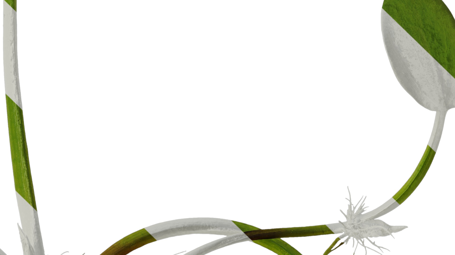 Anydrafts Pistia stratiotes Atlas 01 Texture_4