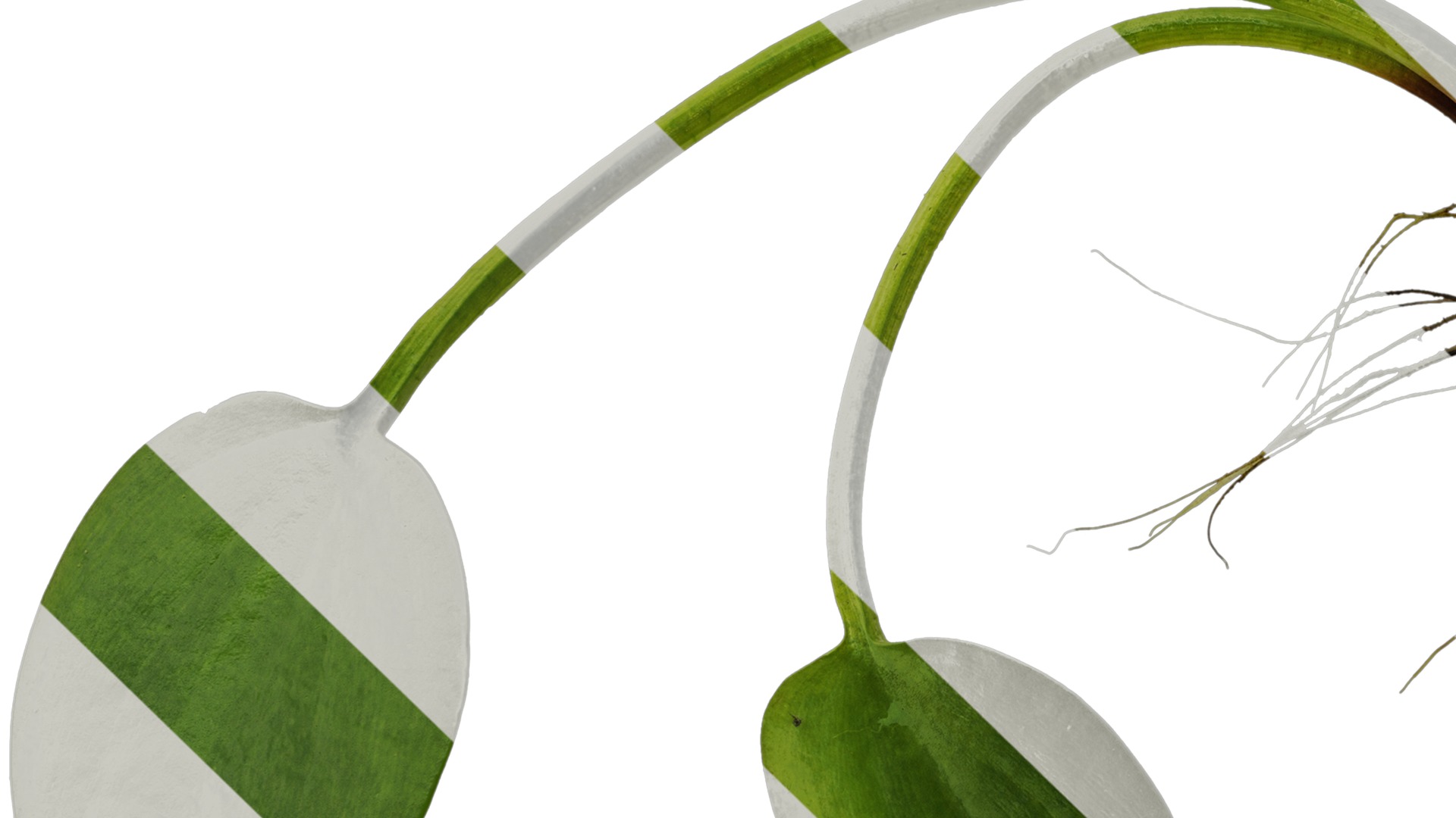 Anydrafts Pistia stratiotes Atlas 01 Texture_5