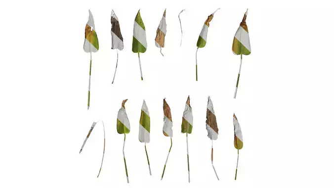 Anydrafts Pontederia cordata Leaf 09 Texture