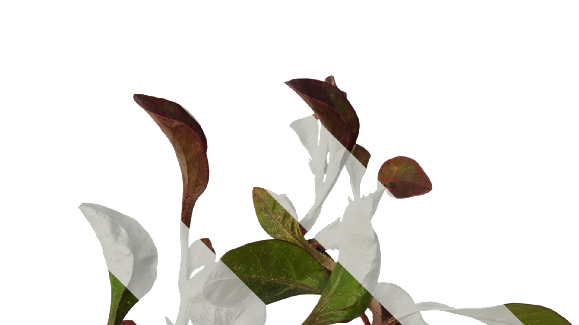 Anydrafts Rosanervig red Atlas 01 Texture_2