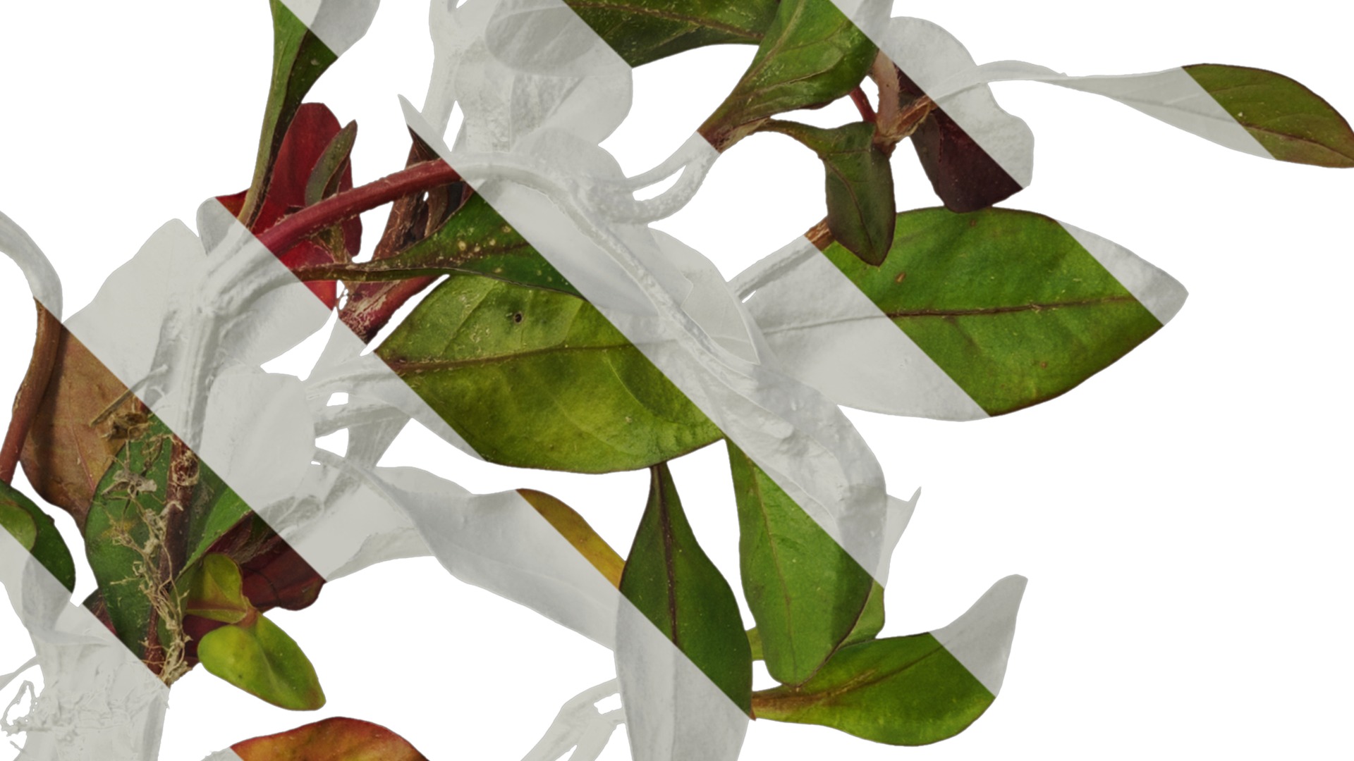 Anydrafts Rosanervig red Atlas 01 Texture_4