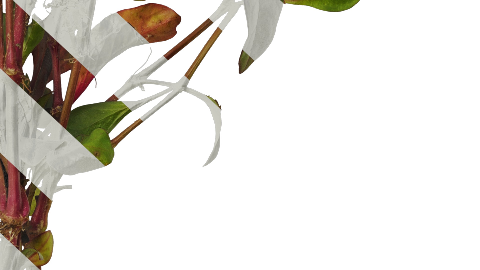 Anydrafts Rosanervig red Atlas 01 Texture_6