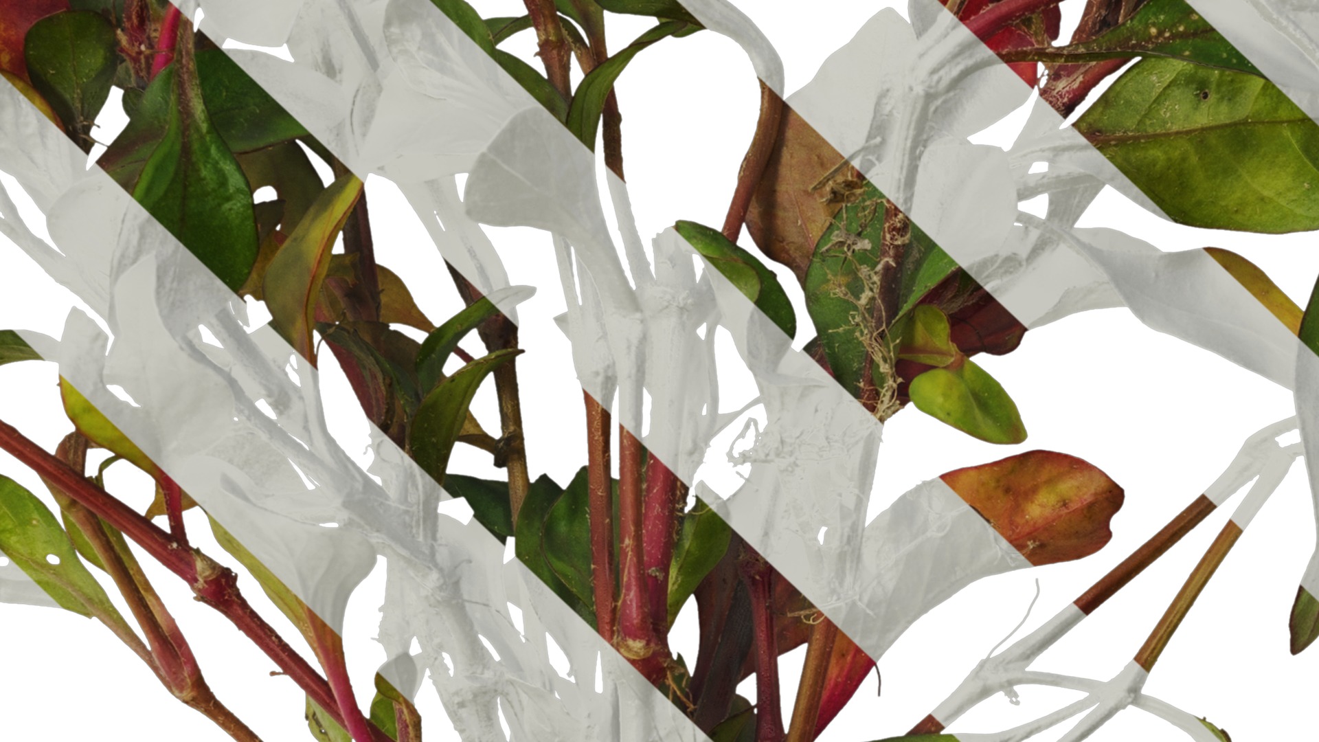 Anydrafts Rosanervig red Atlas 01 Texture_7