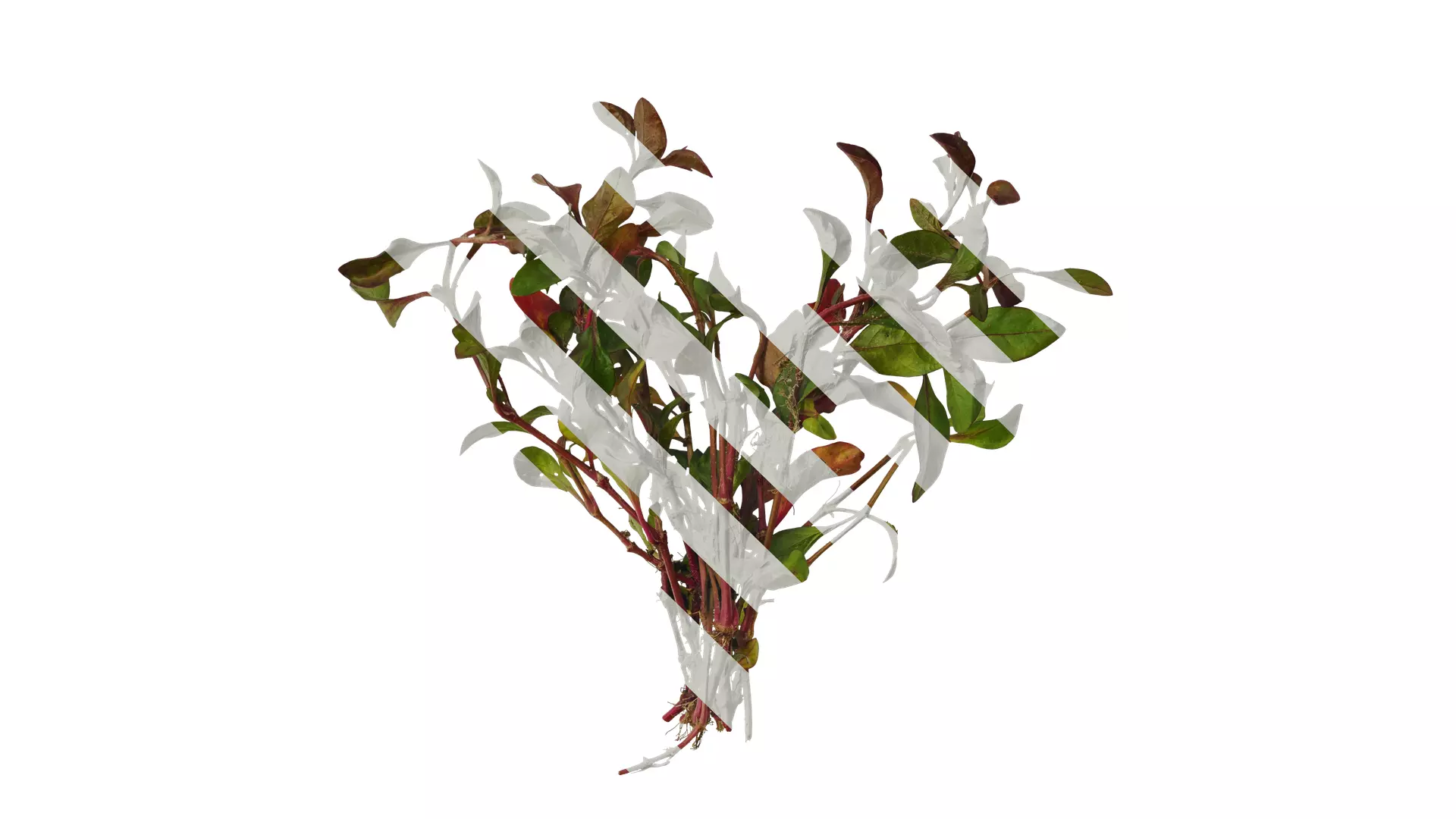 Anydrafts Rosanervig red Atlas 01 Texture_0