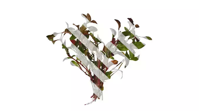 Anydrafts Rosanervig red Atlas 01