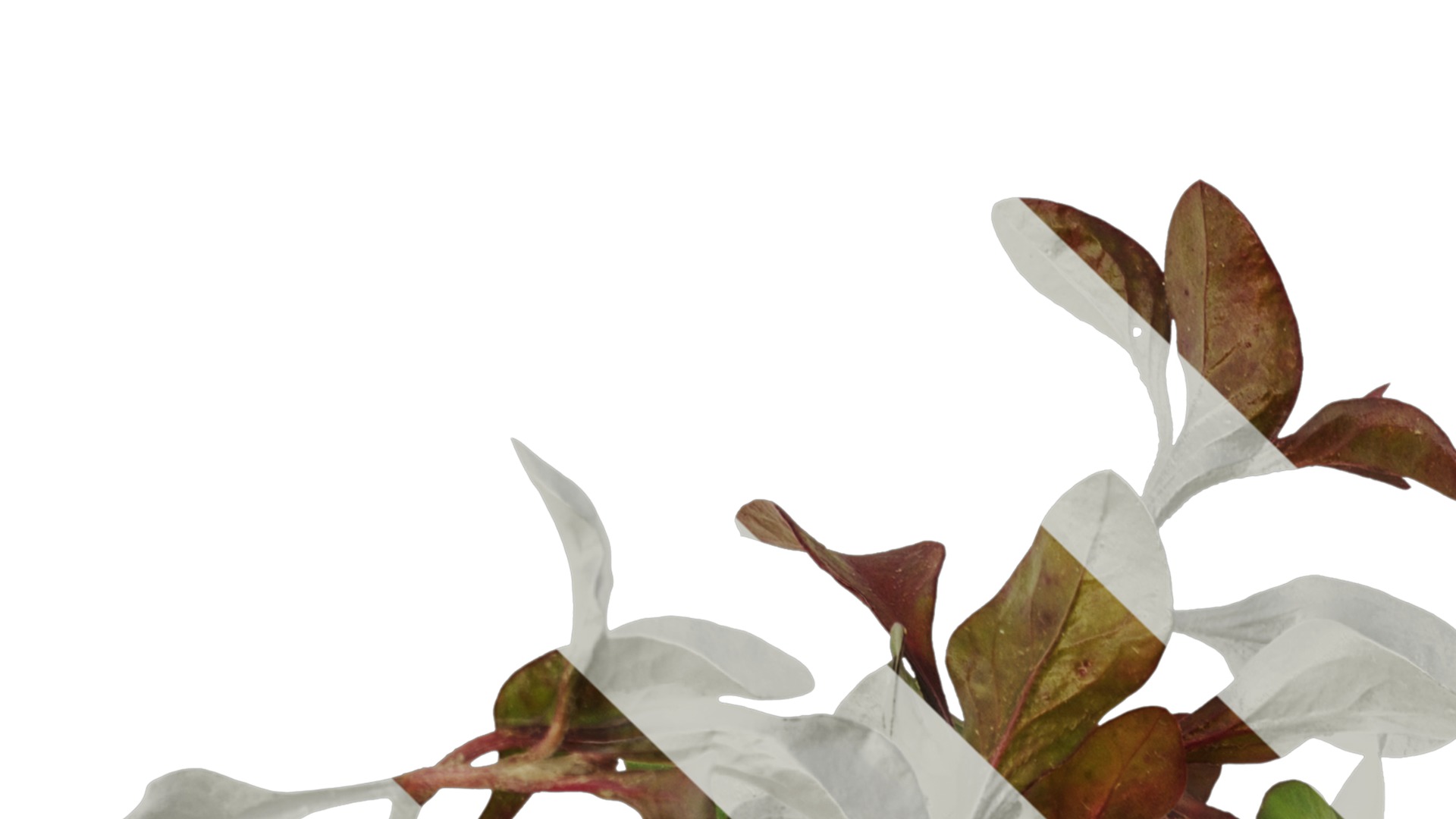 Anydrafts Rosanervig red Atlas 01 Texture_1