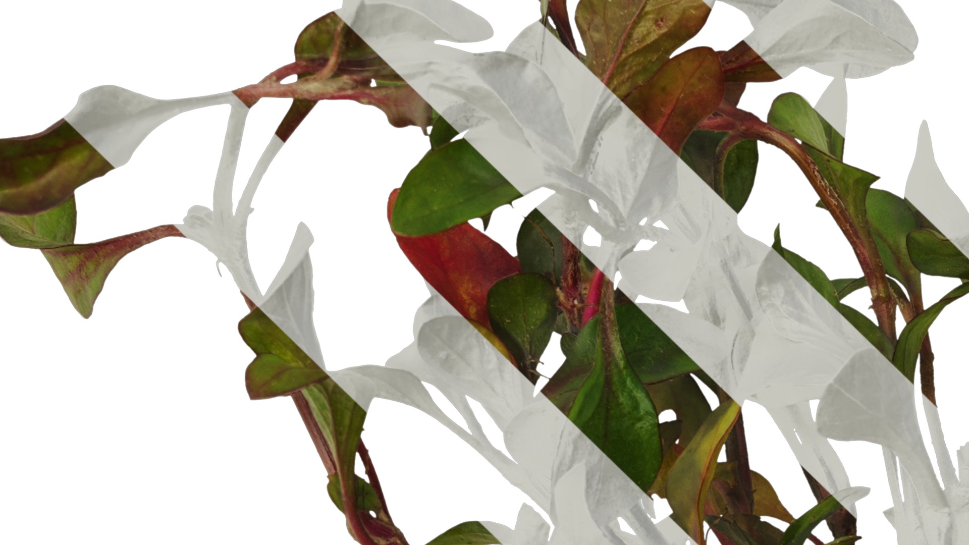 Anydrafts Rosanervig red Atlas 01 Texture_3