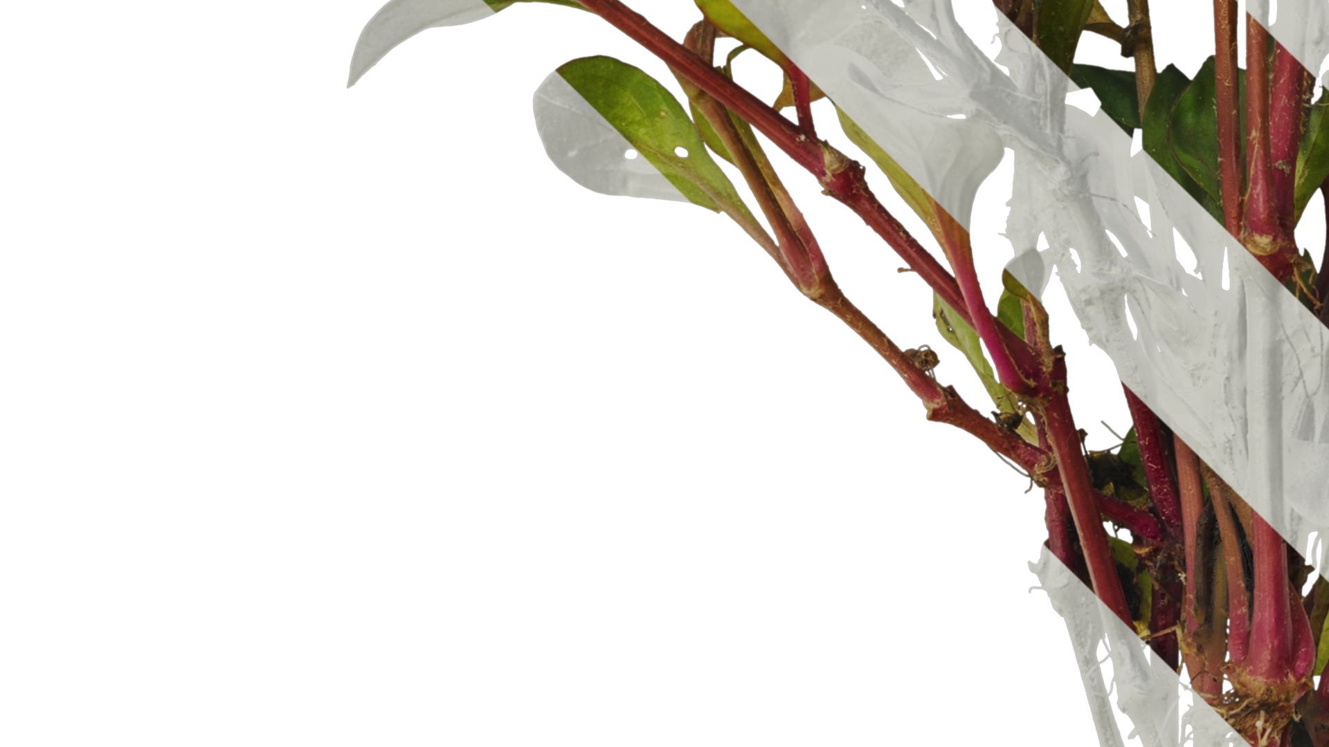 Anydrafts Rosanervig red Atlas 01 Texture_5