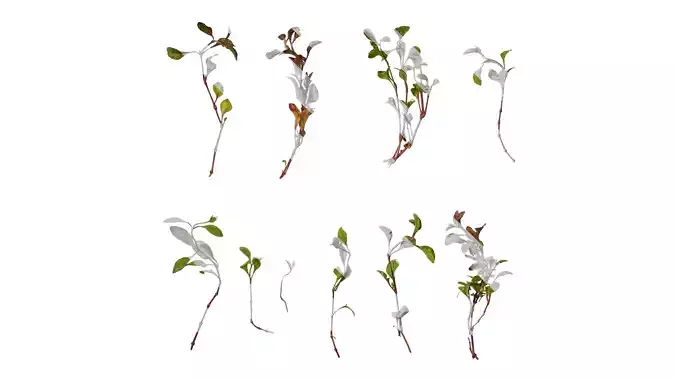 Anydrafts Rosanervig red Atlas 02