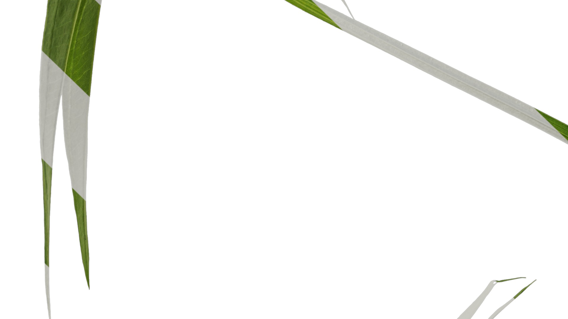 Anydrafts Sagittaria trifolia Atlas 04 Texture_5