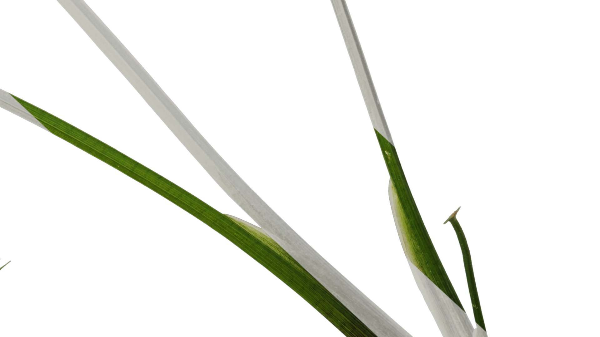 Anydrafts Sagittaria trifolia Atlas 04 Texture_6