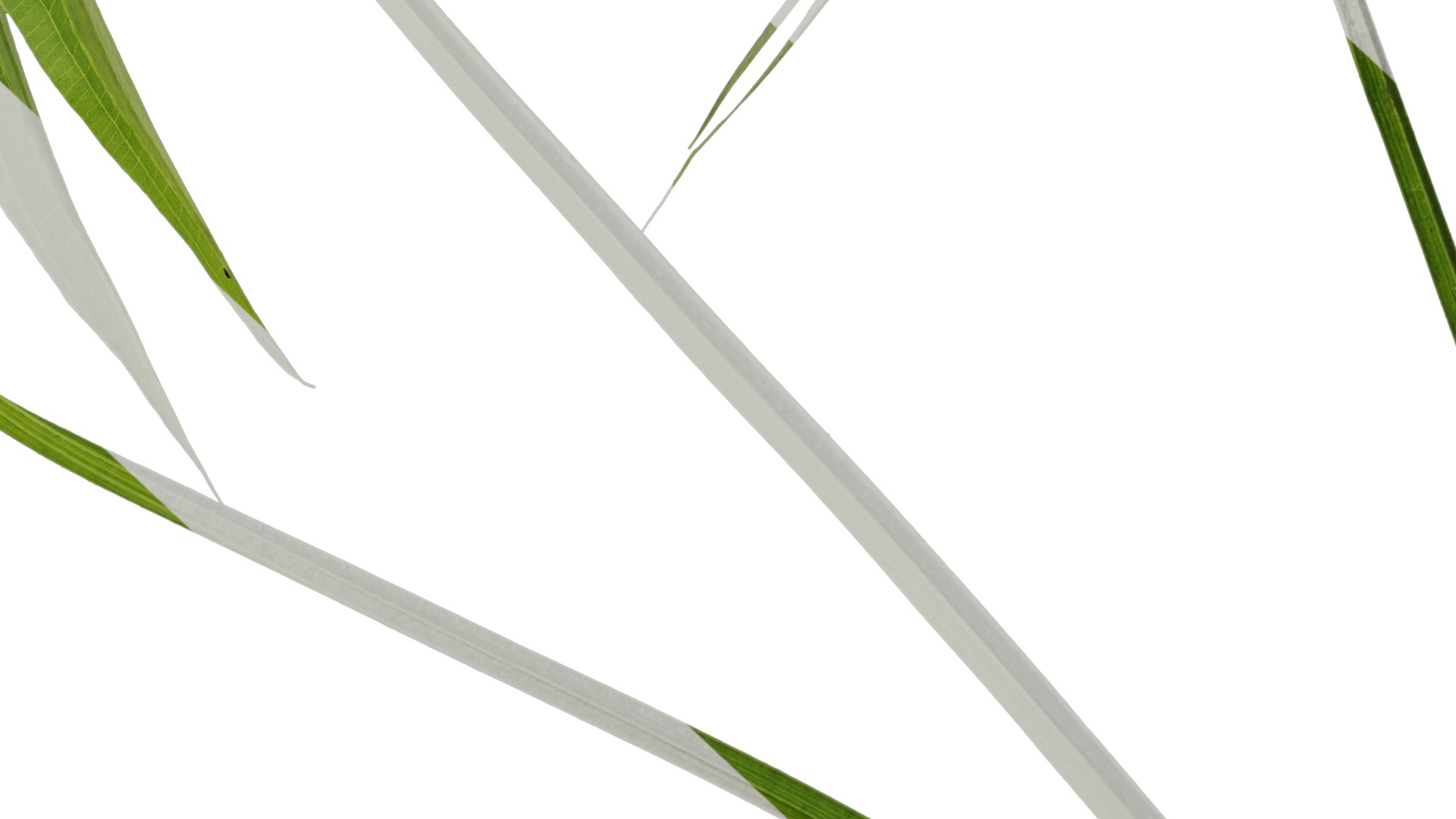 Anydrafts Sagittaria trifolia Atlas 04 Texture_7