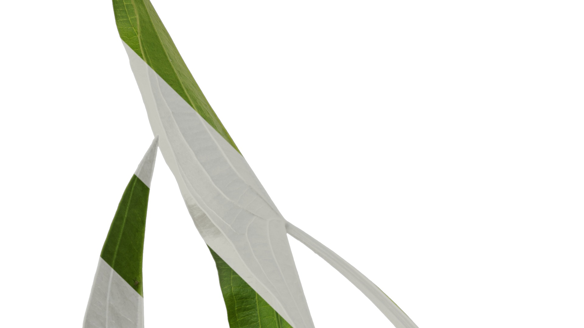 Anydrafts Sagittaria trifolia Atlas 04 Texture_1