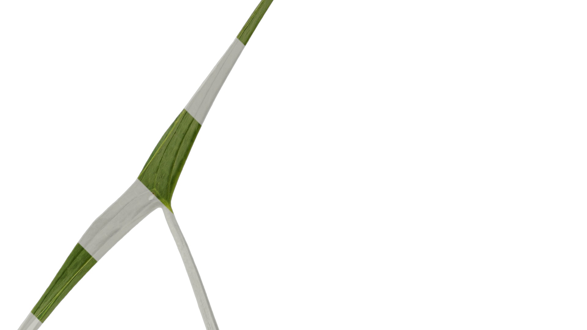 Anydrafts Sagittaria trifolia Atlas 04 Texture_2