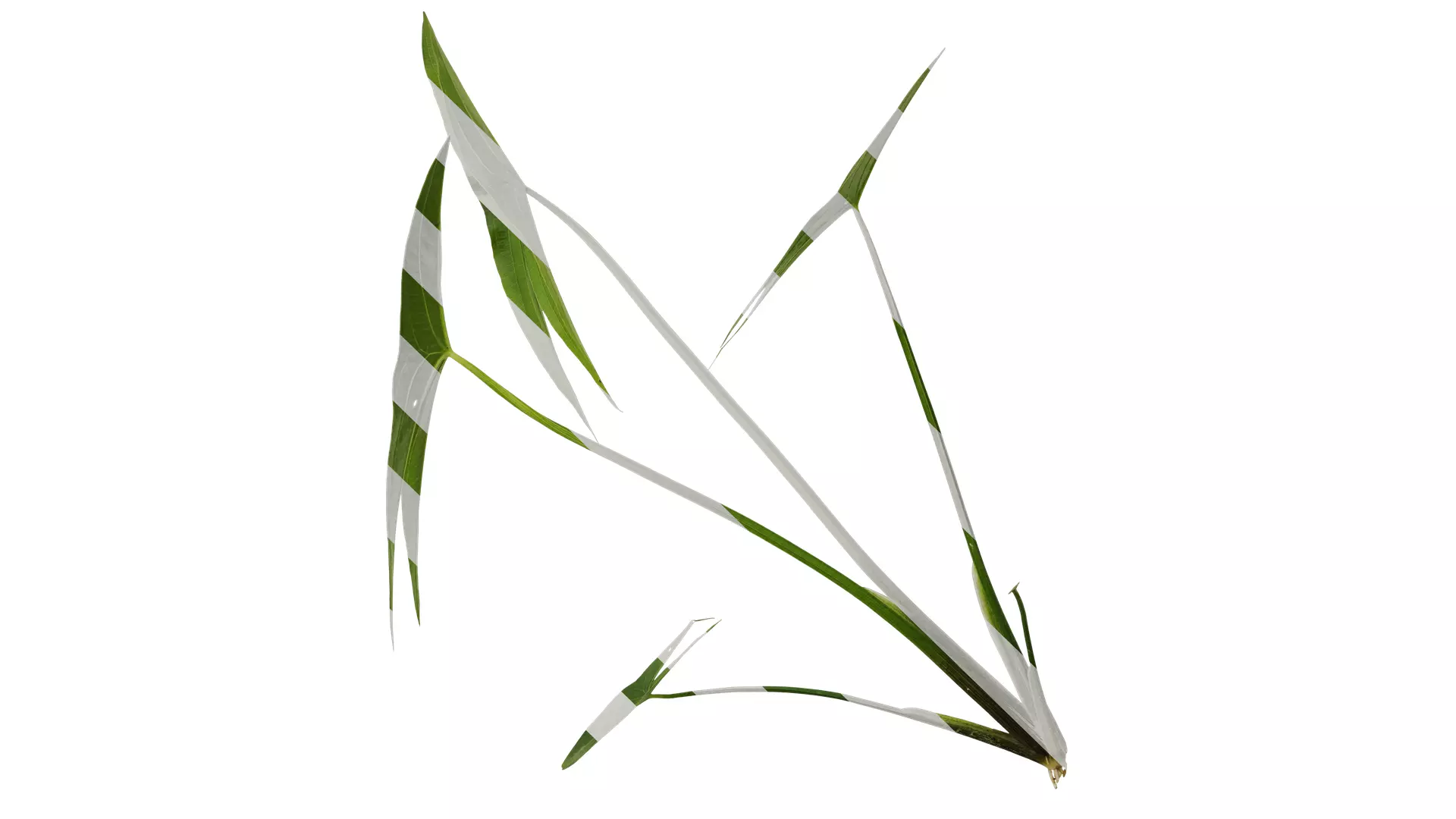 Anydrafts Sagittaria trifolia Atlas 04 Texture_0