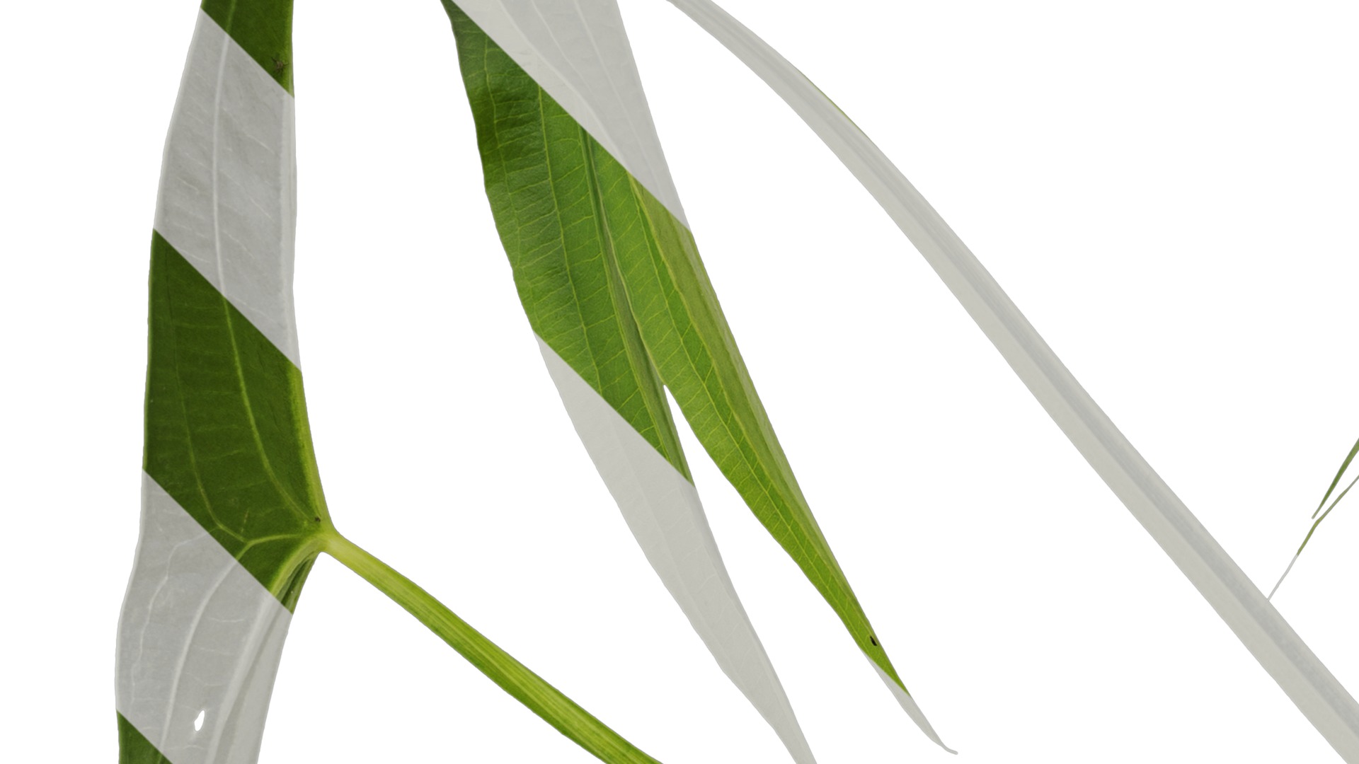 Anydrafts Sagittaria trifolia Atlas 04 Texture_3