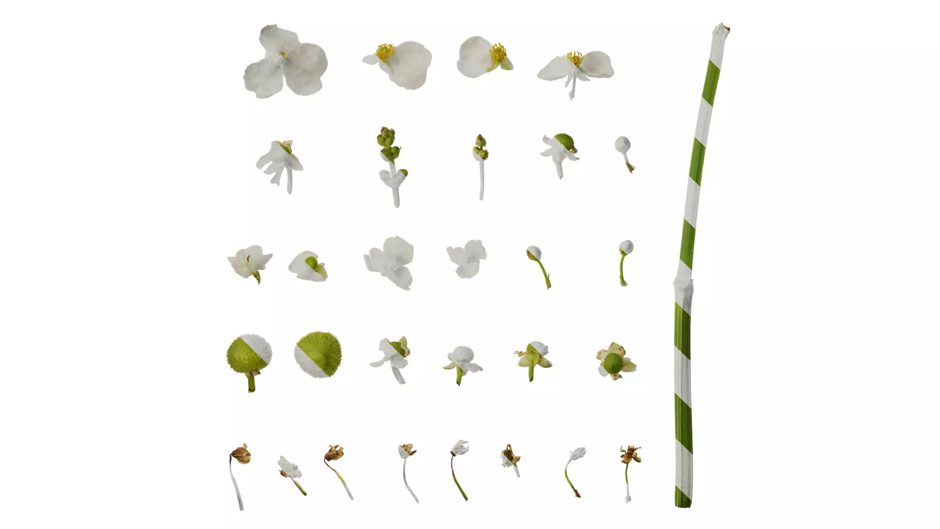 Anydrafts Sagittaria trifolia Flower 03 Texture