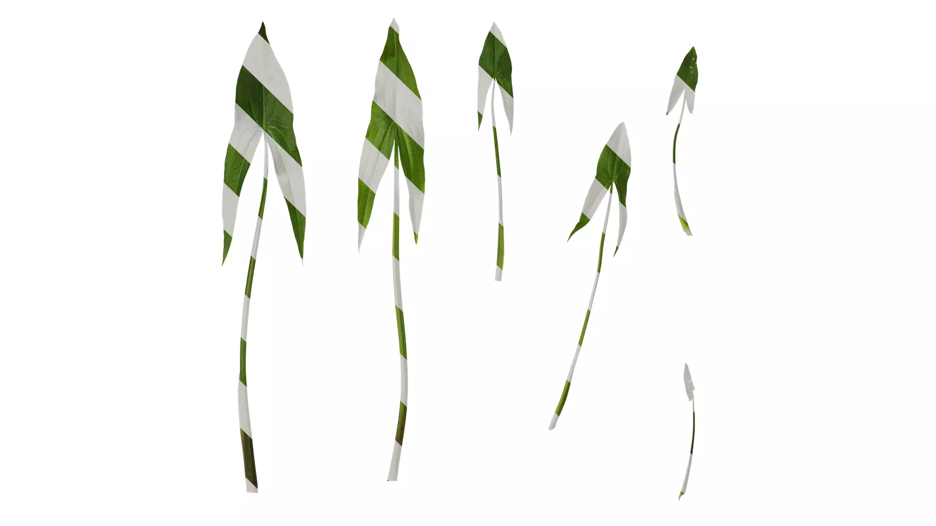Anydrafts Sagittaria trifolia Leaf 03 Texture