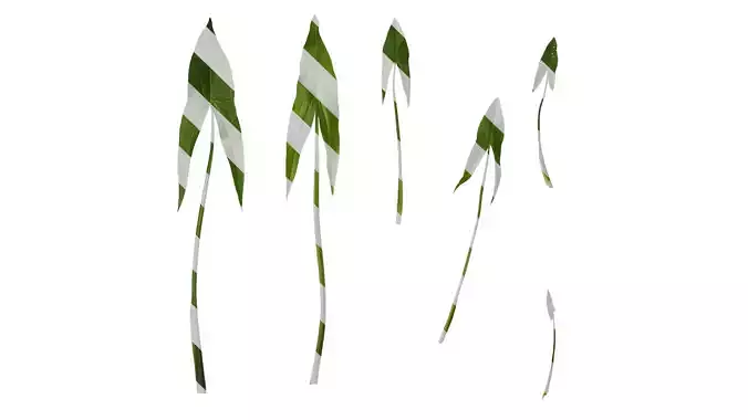 Anydrafts Sagittaria trifolia Leaf 03