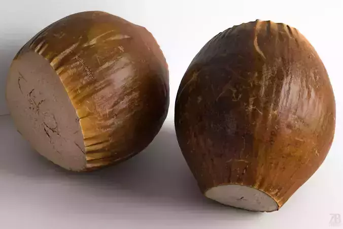 Coconut 3D model