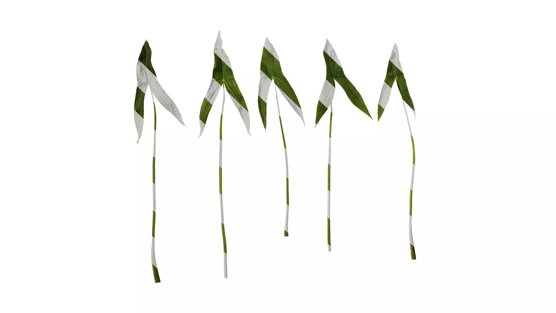 Anydrafts Sagittaria trifolia Leaf 04 Texture