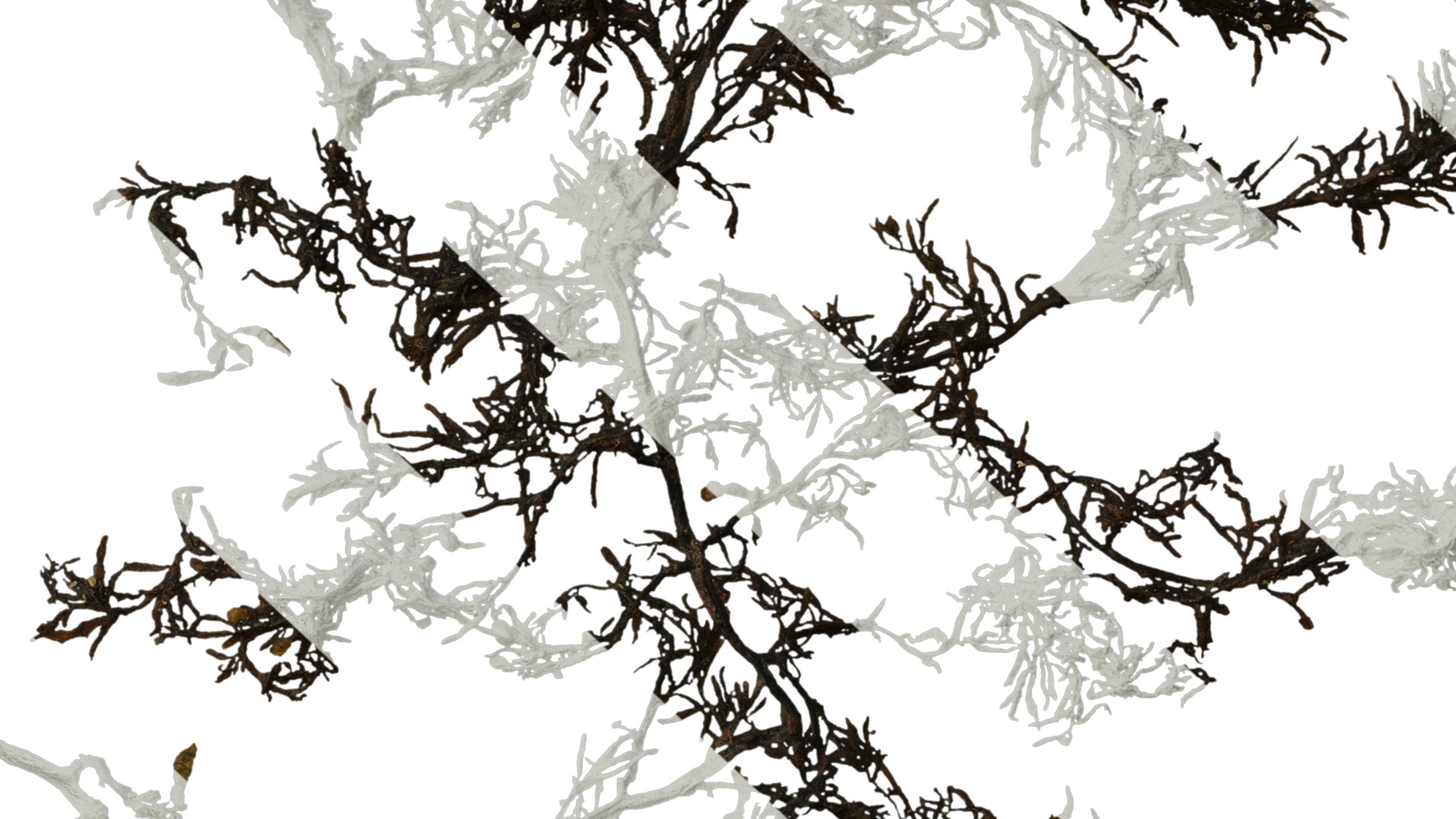 Anydrafts Sargassum pallidum Atlas 01 Texture_7