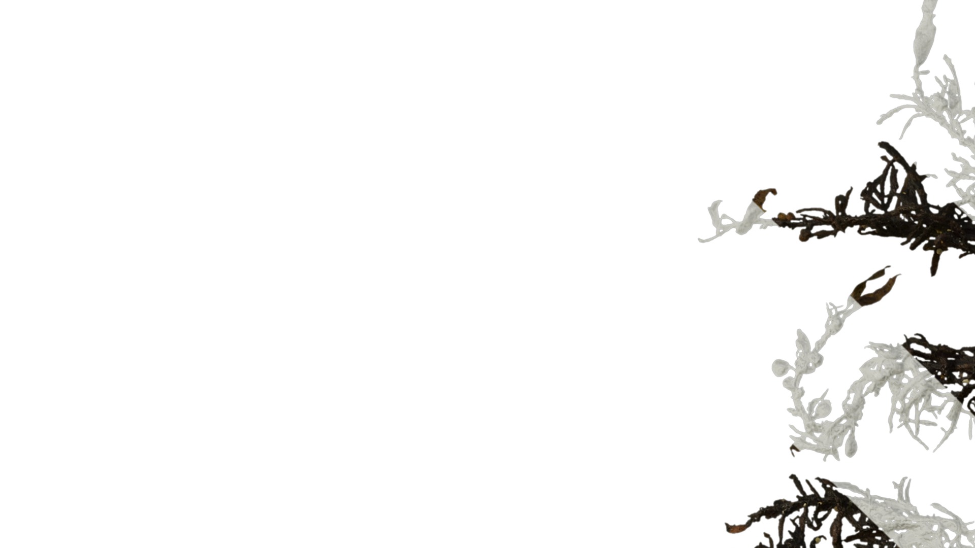 Anydrafts Sargassum pallidum Atlas 01 Texture_1